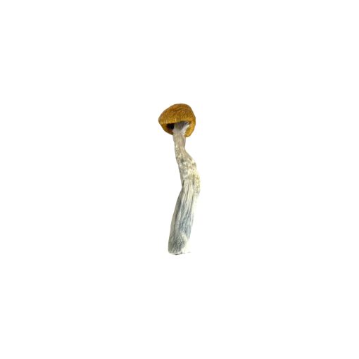 Amazonian Cubensis