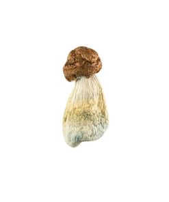DC Melmac Mushroom for Sale Online