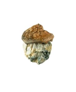 Dido Eggs Magic Mushroom for Sale Online