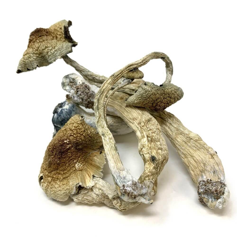 Golden Teacher Magic Mushrooms