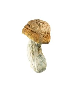 Gold Member Mushroom for Sale Online