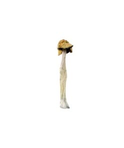 Psilocybe Cubensis B+