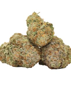 Red Congolese Strain for Sale