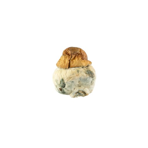 Texas Yellow Cap Mushroom for Sale Online