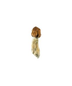 Vietnamese Cubensis Mushroom for Sale Online