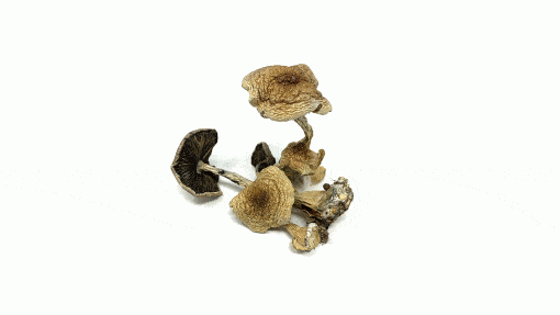 METAL MONKEY BUBBLE HASH INFUSED PRE-ROLLS - Image 2